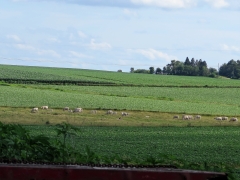 IMG_5325 (2)