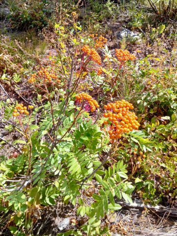 Bear-Basin-Hike-103