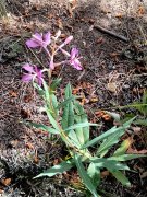 Bear-Basin-Hike-107