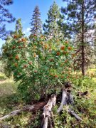 Bear-Basin-Hike-110