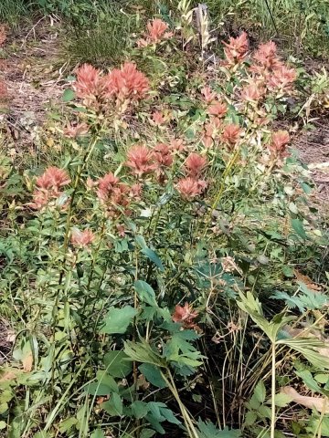 Bear-Basin-Hike-111