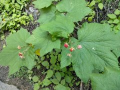 Goose-Creek-Falls-Hike-107