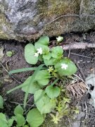 Goose-Creek-Falls-Hike-108