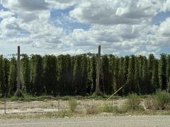 Idaho-Scenes-104