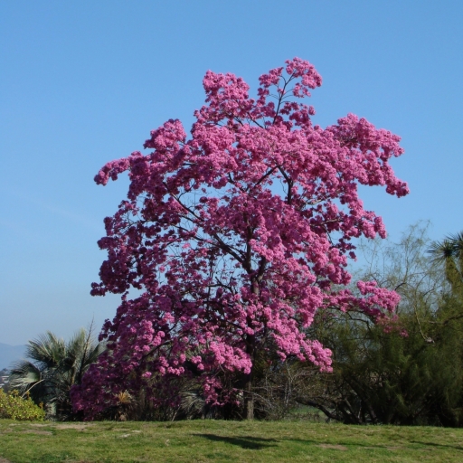 Springtime-in-Balboa-Park-05
