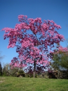Springtime-in-Balboa-Park-06
