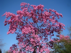 Springtime-in-Balboa-Park-07