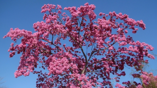 Springtime-in-Balboa-Park-08