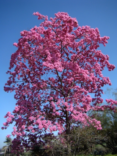Springtime-in-Balboa-Park-09
