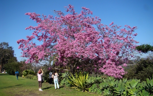 Springtime-in-Balboa-Park-10
