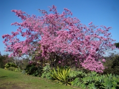 Springtime in Balboa Park