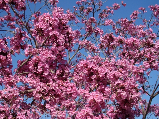 Springtime-in-Balboa-Park-12