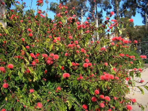 Springtime-in-Balboa-Park-14