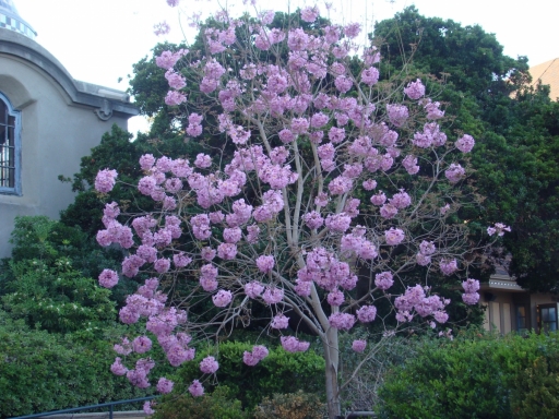 Springtime-in-Balboa-Park-17