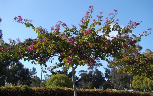 Springtime-in-Balboa-Park-18