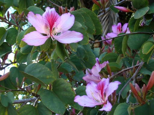 Springtime-in-Balboa-Park-19