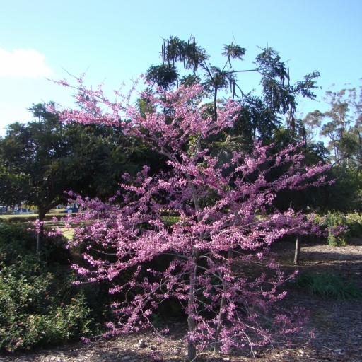 Springtime-in-Balboa-Park-20