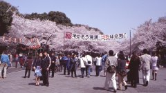 Springtime-in-Japan-01-Ueno-Park