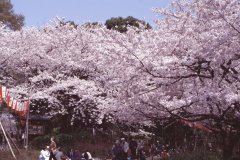 Springtime-in-Japan-02-Ueno-Park
