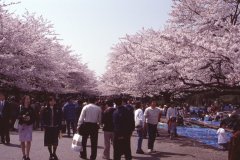 Springtime-in-Japan-03-Ueno-Park