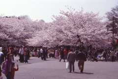 Springtime-in-Japan-04-Ueno-Park