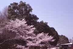Springtime-in-Japan-05-Ueno-Park
