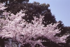 Springtime-in-Japan-06-Ueno-Park