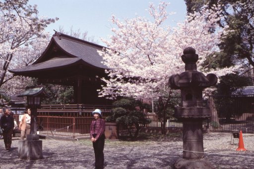 Springtime-in-Japan-07-Ueno-Park