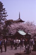 Springtime-in-Japan-08-Ueno-Park