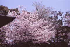 Springtime-in-Japan-09-Ueno-Park