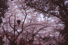 Springtime-in-Japan-10-Ueno-Park