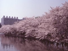 Springtime-in-Japan-11-Ueno-Park-4x3