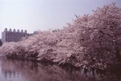 Springtime-in-Japan-11-Ueno-Park