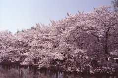 Springtime-in-Japan-12-Ueno-Park