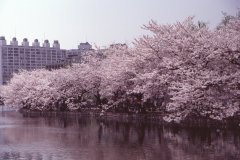 Springtime-in-Japan-13-Ueno-Park
