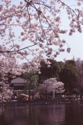 Springtime-in-Japan-14-Ueno-Park
