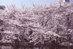 Springtime-in-Japan-15-Ueno-Park