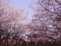 Springtime in Japan 1