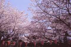 Springtime-in-Japan-16-Ueno-Park