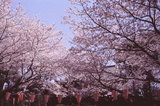 Springtime-in-Japan-16-Ueno-Park
