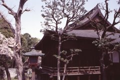Springtime-in-Japan-17-Ueno-Park