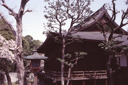 Springtime-in-Japan-17-Ueno-Park