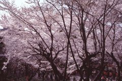 Springtime-in-Japan-18-Ueno-Park