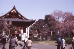 Springtime-in-Japan-19-Ueno-Park