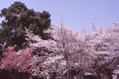 Springtime-in-Japan-20-Ueno-Park