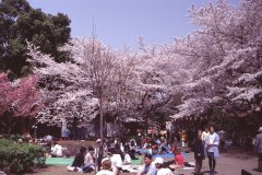 Springtime-in-Japan-21-Ueno-Park