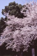 Springtime-in-Japan-22-Ueno-Park