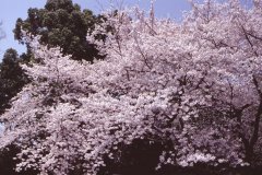 Springtime-in-Japan-23-Ueno-Park