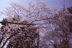 Springtime-in-Japan-24-Ueno-Park