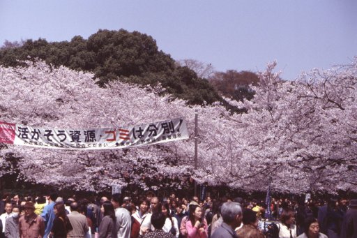 Springtime-in-Japan-25-Ueno-Park